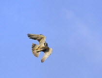 Peregrine falcon {Falco peregrinus} flying, Northern Finland