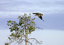 Peregrine falcon {Falco peregrinus} flying from perch in tree, Northern Finland