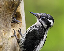Three toed woodpecker {Picoides tridactylus} at nest hole, Finland