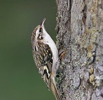 Common Treecreeper {Certhia familiaris} singing, Finland