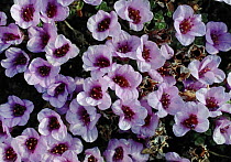 Purple saxifrage {Saxifraga oppositifolia} flowers, Lapland, Finland
