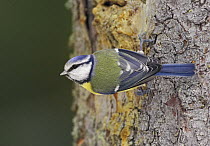 Blue tit {Parus caeruleus} on tree trunk, Finland