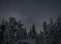 Cold winter night with snow laden pine trees and a small aurora, North Finland, 2006