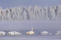 Whooper swan {Cygnus cygnus} tries to overwinter in the arctic, February, Finland 2007