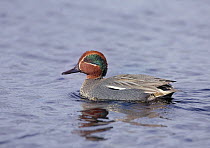 Common teal {Anas crecca} male on water, Finland