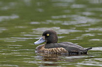 Tufted duck {Aythya fuligala} female, Finland