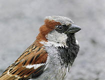 House sparrow {Passer domesticus} Finland