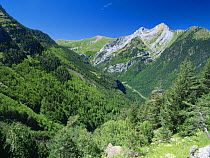 Conifers growing on the lush green mountain slopes of Pena Otal de Aranonera, Bujaruelo Valley, Pyrenees, Huesca, Aragon, Spain