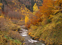River flowing through autumnal forest in the Valley of Varrados, Val d'Aran, Catalonia, Pyrenees