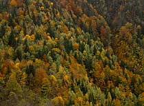 Autumnal trees in the Valley of Varrados, Val d'Aran, Catalonia, Pyrenees