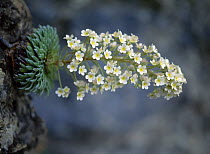 Pyrenean saxifrage (Saxifraga longifolia) in Cadi Natural Park. Catalonia, Pyrenees, Spain