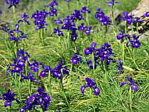 English iris (Iris latifolia), Pyrenees, Spain