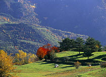 Autumnal farming landscape with cows grazing, Estana La Cerdanya, Cadi Moixero Natural Park, Pyrenees, Spain