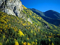 Autumnal trees and a rocky outcrop in Sierra del Balcon. Valley de Ordesa Natural Park, Huesca, Aragon, Spanish Pyrenees