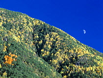 The moon behind autumnal trees in Sierra del Balcon. Valley de Ordesa Natural Park, Huesca, Aragon, Spanish Pyrenees