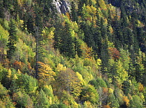 Autumnal trees in d'Aiguestortes National Park, Alta Ribagorca, Catalonia, Spanish Pyrenees