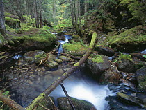 Stream flowing through mossy branches and rocks in the forest. d' Aiguestortes National Park, Catalonia, Spanish Pyrenees