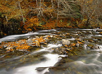 Stream flowing through autumnal woodland in the Valley de Varrados, Vall d'Aran, Catalonia, Spanish Pyrenees