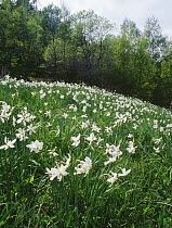 Poet's Daffodils / Finden Flowers (Narcissus poeticus) in the Spanish Pyrenees, Catalonia.