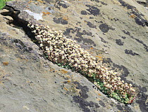 English Stonecrop (Sedum anglicum) growing in a crack in a rock in the Spanish Pyrenees, Catalonia