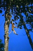 Proboscis monkey (Nasalis larvatus) juvenile playing by swinging from a vine. Kinabatangan Wildlife Sanctuary, Sabah, Malaysia, Borneo, Endangered