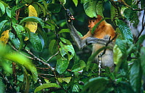 Proboscis Monkey (Nasalis larvatus) juvenile feeding on flower buds of Dillenia tree, Kinabatangan Wildlife Sanctuary, Sabah, Malaysia, Borneo, Endangered