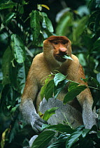 Proboscis monkey (Nasalis larvatus) adult male feeding on leaves in the rainforest, Kinabatangan Wildlife Sanctuary, Sabah, Malaysia, Borneo, Endangered
