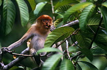 Proboscis monkey (Nasalis larvatus) juvenile feeding on flower buds of Dillenia tree, Kinabatangan Wildlife Sanctuary, Sabah, Malaysia, Borneo Endangered