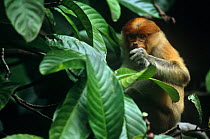 Proboscis monkey (Nasalis larvatus) juvenile feeding on flower buds of Dillenia tree. Kinabatangan Wildlife Sanctuary, Sabah, Malaysia, Borneo, Endangered
