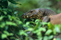 Asian water monitor lizard {Varanus salvator} Lower Kinabatangan Wildlife Sanctuary, Sabah, Borneo, Malaysia