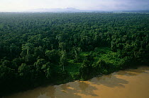 Aerial view of rainforest along the Kinabatangan River, with clearing used by elephants visible. Kinabatangan Wildlife Sanctuary, Sabah, Malaysia, Borneo