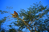 Proboscis monkey (Nasalis larvatus) female and young settling down for the night at the top of a sleeping tree at sunset, Kinabatangan Wildlife Sanctuary, Sabah, Malaysia, Borneo Endangered