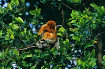 Proboscis Monkey (Nasalis larvatus) female cuddles her offspring in rainforest tree, Kinabatangan Wildlife Sanctuary, Sabah, Malaysia, Borneo, Endangered