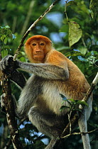 Proboscis Monkey (Nasalis larvatus) resting in tree, Kinabatangan Wildlife Sanctuary, Sabah, Malaysia, Borneo. Endangered