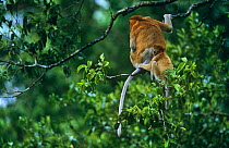 Proboscis monkey (Nasalis larvatus) female and her young settling down for the night in a tree they have chosen for sleeping in, Kinabatangan Wildlife Sanctuary, Sabah, Malaysia, Borneo, Endangered