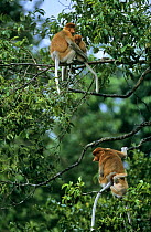 Proboscis Monkey (Nasalis larvatus) two females and their offspring settle down for the night in a tree they have chosen for sleeping in, Kinabatangan Wildlife Sanctuary, Sabah, Malaysia, Borneo, Enda...