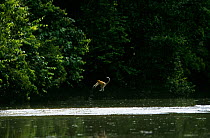 Proboscis monkey (Nasalis larvatus) attempting to leap across the river, falls short and is about to land in the water. Kinabatangan Wildlife Sanctuary, Sabah, Malaysia, Borneo, Endangered