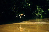 Proboscis Monkey (Nasalis larvatus) leaping across river, about to land in the water, Kinabatangan Wildlife Sanctuary, Sabah, Malaysia, Borneo, Endangered