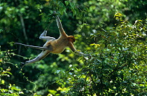 Proboscis Monkey (Nasalis larvatus) hanging from slender branches while foraging for fruit in rainforest canopy, Kinabatangan Wildlife Sanctuary, Sabah, Malaysia, Borneo, Endangered