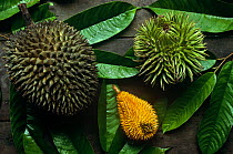 Rainforest fruit including Durian , Gunung Palung NP, Borneo, Indonesia