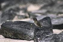 Small Ground Finch (Geospiza fuliginosa), one of Darwin's Finches, on lava rocks on the beach of Espanola / Hood Island, Galapagos.