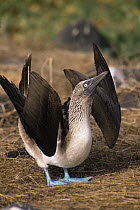 Blue-footed booby (Sula nebouxii excisa) male performs sky-pointing display for female. Espanola / Hood Island, Galapagos, June