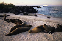 Galapagos sea lions (Zlophus californianus wollebacki) on Espanola / Hood Island, Galapagos, June. Tourist zodiac boat and ship in the background.