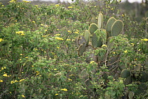 Giant Prickly Pear Cactus (Opuntia sp.) and other vegetation on Santa Cruz Island. June 1993.