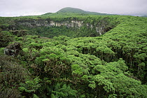 Forest and sink hole with (Scalesia pedunculata)trees. Santa Cruz Island, Galapagos Islands, June 1993.