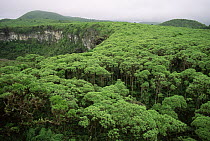 Forest and sink hole with (Scalesia pedunculata)trees. Santa Cruz Island, Galapagos Islands, June 1993.