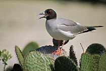 Swallow-tailed gull (Larus furcatus) standing on {Opuntia sp} cactus calling, Genovesa (Tower) Island, Galapagos, June