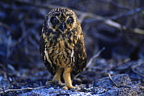 Short-eared owl (Asio flammeus galapagoensis)Genovesa / Tower Island, Galapagos, June