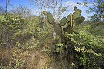 Giant Prickly Pear Cactus (Opuntia sp) and other vegetation on Isabela Island, Galapagos Islands, June 1993.