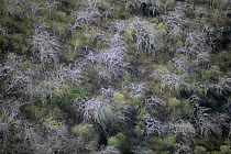Aerial view of Palo Santo trees (Bursera graveolans) on Isabala Island, Galapagos. June 1993.